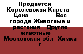 Продаётся!     Королевская Карета › Цена ­ 300 000 - Все города Животные и растения » Другие животные   . Московская обл.,Химки г.